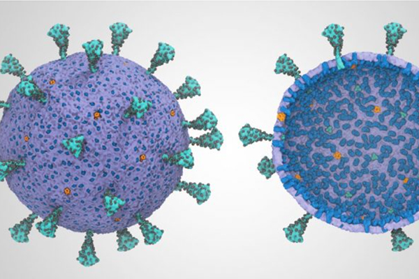 First Complete COVID-19 Coronavirus Model Shows Cooperation – “They Work Together” First Complete COVID-19 Coronavirus Model Shows Cooperation – “They Work Together”